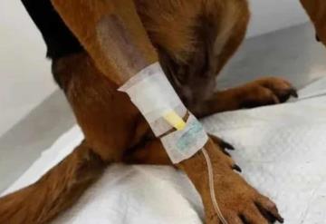 Veterinarios ayudan a perros, gatos y conejos heridos por incendios forestales en Chile