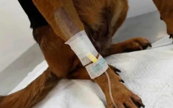 Veterinarios ayudan a perros, gatos y conejos heridos por incendios forestales en Chile