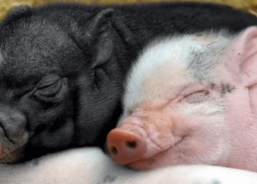 La última moda en Japón: mimar cerdos en cafeterías