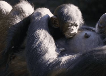 Nacen dos crías de una subespecie de chimpancé amenazada