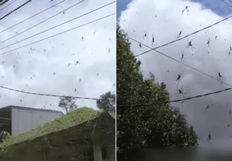 En Indonesia, perturbadora escena de miles de arañas suspendidas en una telaraña gigante