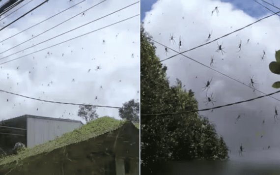 En Indonesia, perturbadora escena de miles de arañas suspendidas en una telaraña gigante