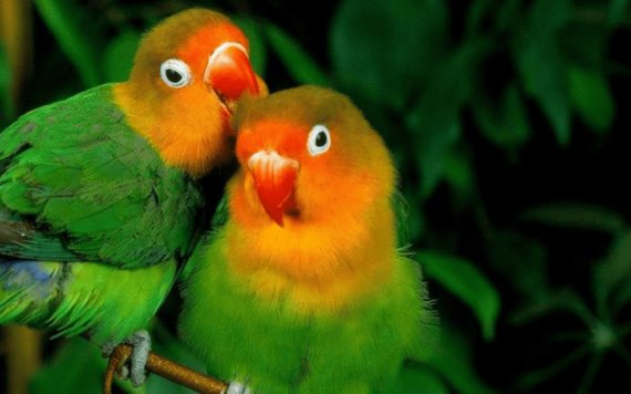 Agapornis o lovebirds, ¡los pájaros del amor!
