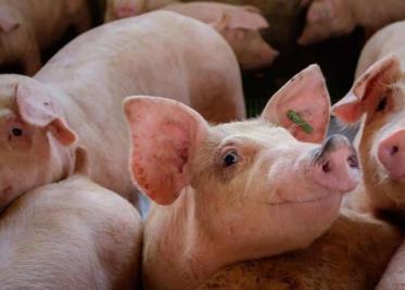 Clonación de cerdos en Japón para trasplantes de órganos humanos