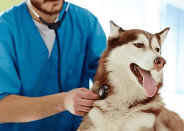 Iniciativa para que servicios veterinarios de mascotas sean deducibles de impuestos