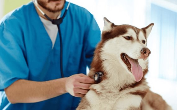 Iniciativa para que servicios veterinarios de mascotas sean deducibles de impuestos