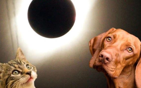 Eclipse Solar 2024: ¿Cómo afecta el evento astronómico a los animales?