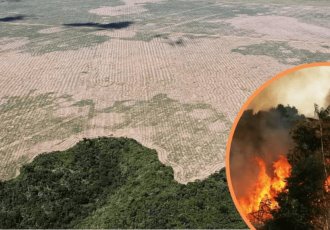 La Amazonía podría colapsar en 2050