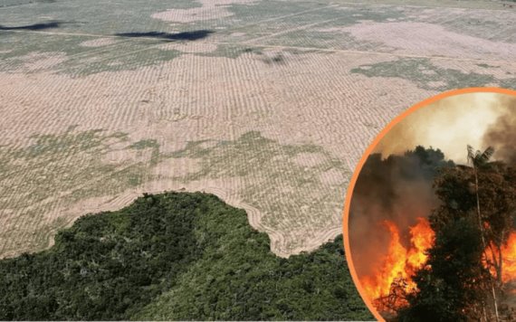 La Amazonía podría colapsar en 2050