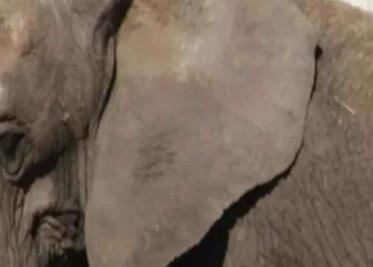 Elefanta Annie, de Atayde Hermanos, tiene bajo peso y problemas de salud: Especialistas