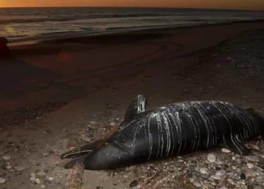 Se eleva a 32 número de delfines muertos en hábitat de vaquita marina en Baja California