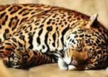El Jaguar Dormido