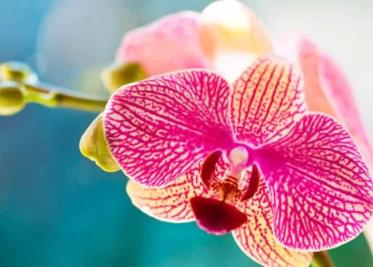 Descubren nueva especie de orquídea en el sur de China