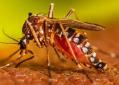 Perú se en estado de emergencia en 20 regiones debido al aumento de casos de dengue