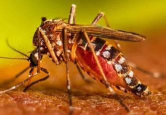 Perú se en estado de emergencia en 20 regiones debido al aumento de casos de dengue