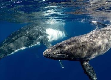Científicos captan por primera vez dos ballenas masculinas apareándose