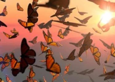 Disminuyó 60% la migración de mariposas monarca en el Estado de México