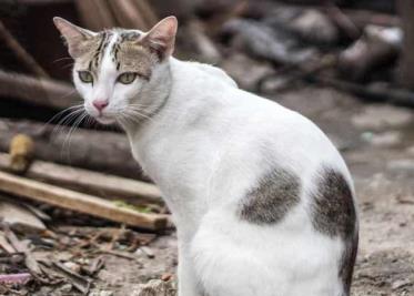 Detenida por comerse un gato en la vía pública en Yucatán