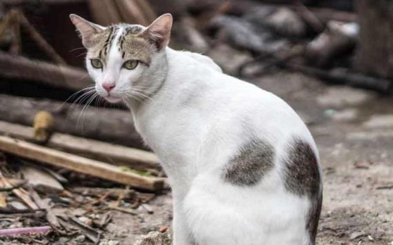 Detenida por comerse un gato en la vía pública en Yucatán