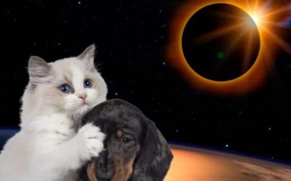 Científicos llaman a cuidar a las mascotas durante el eclipse total de abril próximo
