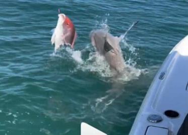 Tiburones enloquecidos atacan bote en Florida