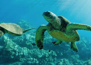 Mueren 8 niños y 1 adulto tras comer carne de tortuga marina
