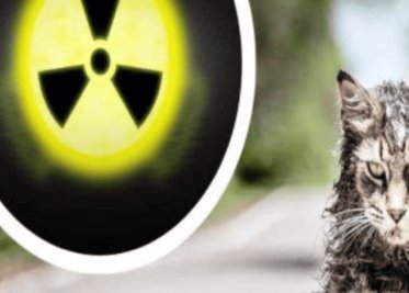 Alarma en Japón por gato radiactivo que cayó a tina con químicos