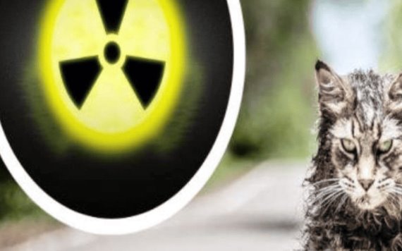 Alarma en Japón por gato radiactivo que cayó a tina con químicos