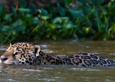 Captan jaguar nadando en Reserva de Celestún, en Yucatán