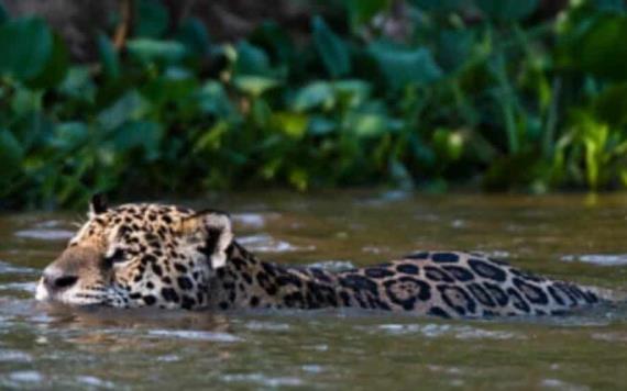 Captan jaguar nadando en Reserva de Celestún, en Yucatán
