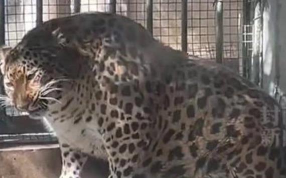 Leopardo en zoológico de China será sometido a dieta por estar pasadito de kilos