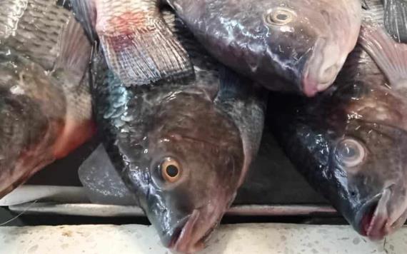 Recomienda IMSS Tabasco manejo higiénico de pescados y mariscos en cuaresma