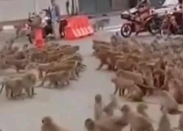 Bandas de monos se enfrentan en Tailandia; la policía ya capturó al líder