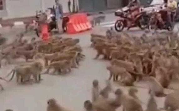 Bandas de monos se enfrentan en Tailandia; la policía ya capturó al líder