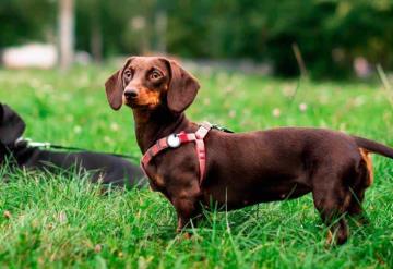 ¿El perro salchicha podría estar prohibido en Alemania?