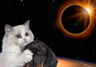 Las reacciones inusuales que tu mascota podría tener durante el Eclipse de Sol
