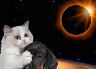 Las reacciones inusuales que tu mascota podría tener durante el Eclipse de Sol