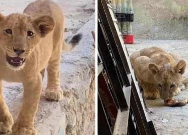 Hallan león que vivía en el patio de una casa en Guadalajara