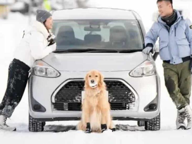 puede un novio llevarse a mi perro