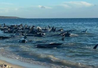 Lamentable mueren varias ballenas tras quedar varadas en playa de Australia