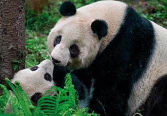 China enviará a España nueva pareja de pandas gigantes