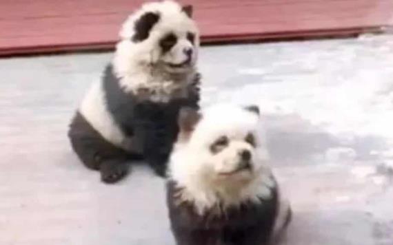 ¡Les dieron perro por panda!: zoológico en China desata polémica por engaño a visitantes