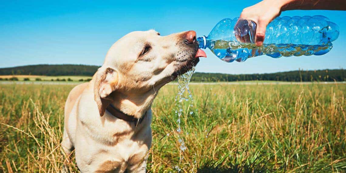 ¡Ellos también sufren!  ¿Cómo saber si mi perro está sufriendo un golpe de calor?