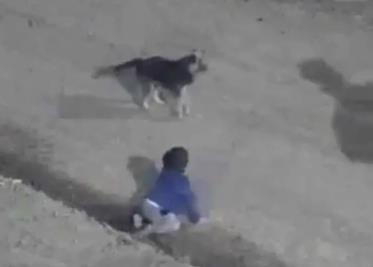 Rescatan a bebé que gateaba a las 4 am en compañía de su perrito en Argentina