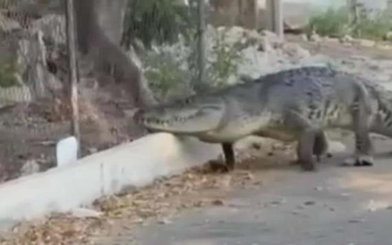 ¡Salió de paseo! captan enorme cocodrilo caminando por calles de Progreso