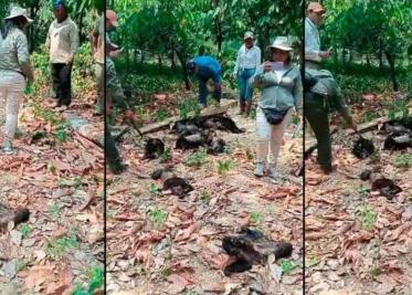 A causa del calor monos sarahuatos caen muertos en Tabasco y Chiapas
