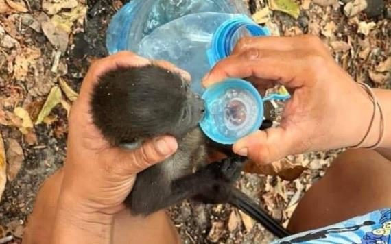 Ola de calor provoca la muerte de decenas de monos aulladores en Tabasco