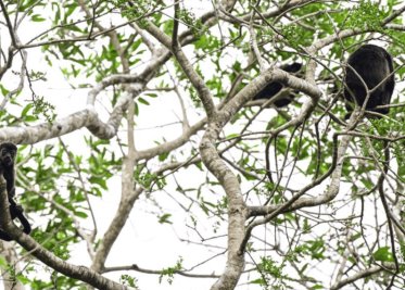 Gobierno de México toma acciones ante reporte de muertes de monos aulladores en Tabasco y Chiapas