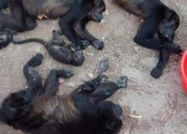 Aumentan a 150 monos aulladores que han fallecido en Tabasco y Chiapas; por casa de las altas temperaturas