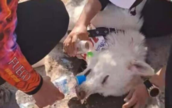 Sujeto abandona a su perro con golpe de calor en carrera de San Luis Potosí